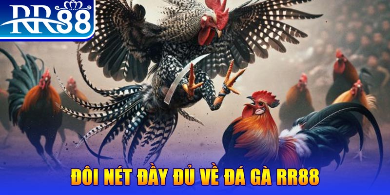 vin777vin gà chọi hoà phong